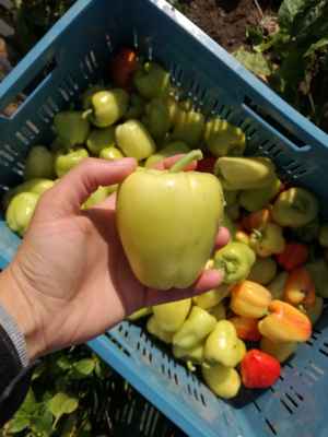 Paprika BAGOLY F1 - Paprika BAGOLY F1 - "Bílý pepř"
Velice pálivá, silnostěnná, extra velký plod až 200g, barva bílá, zčervená, možno pěstovat venku i ve skleníku