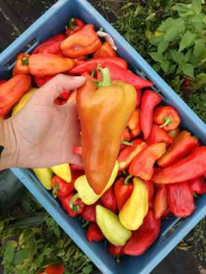 Paprika GARAM F1 - Paprika GARAM F1
Pálivá, silnostěná, plod 120 - 150g, barva zeleno - bílá, zčervená, vhodné pro venkovní i nevytápěné fólie