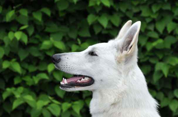 CHEILA od Kunovského lesa /CÉSAR Pett´s Wolf x HAIDI od Kunovského lesa/