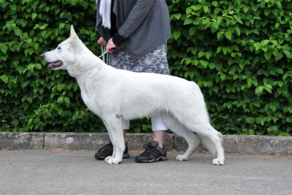 ARETA Polární vlk /CÉSAR Pett´s Wolf x EVOLET SAGA Beli Andeo/