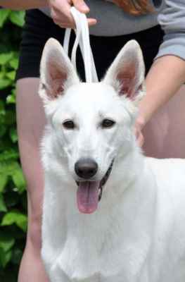 BUCKY EZRA Irish Rúth /MURACO la Blankpapilio x BIANCA RÚT Danel Sogno/