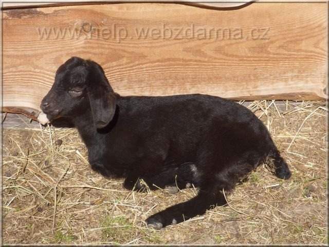 kozla