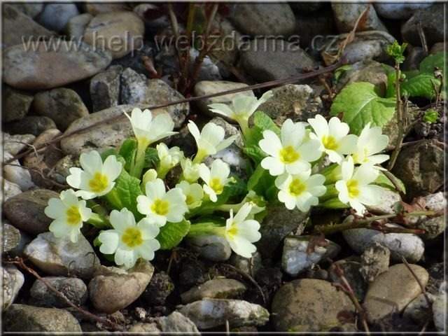 primula
