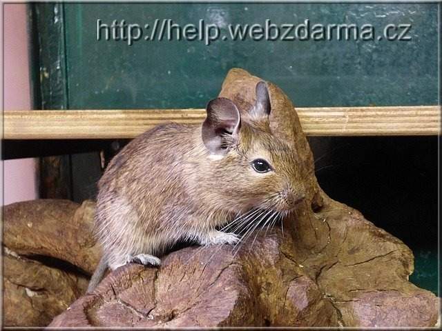 degu1