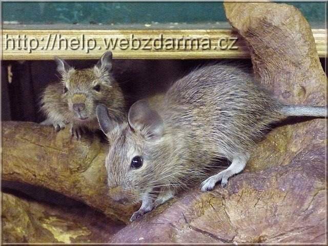 degu2