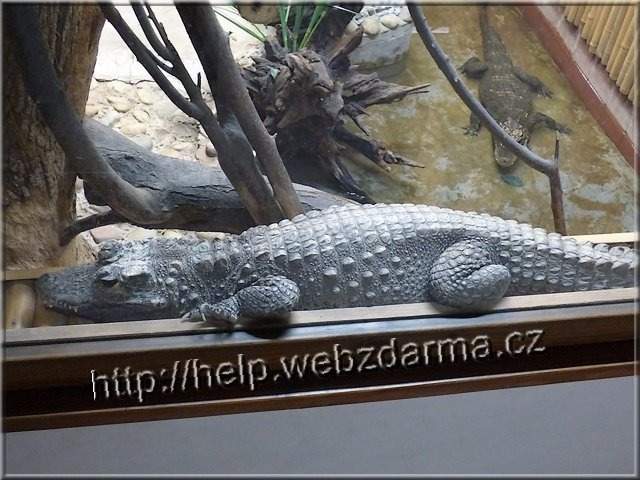 krokodil