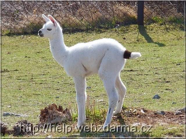 lama