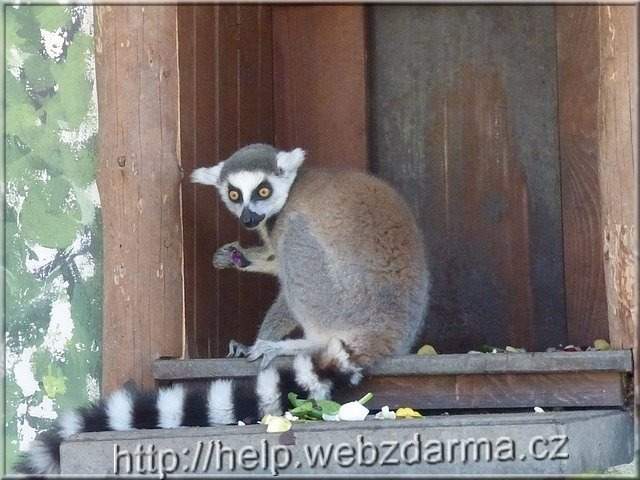 lemur1