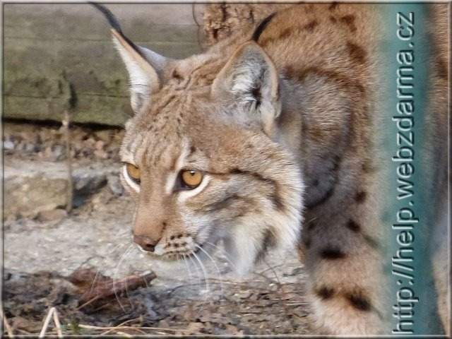 rys