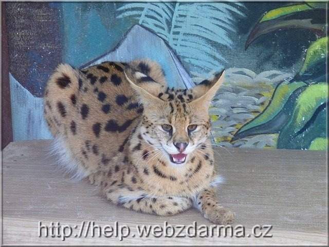 serval1