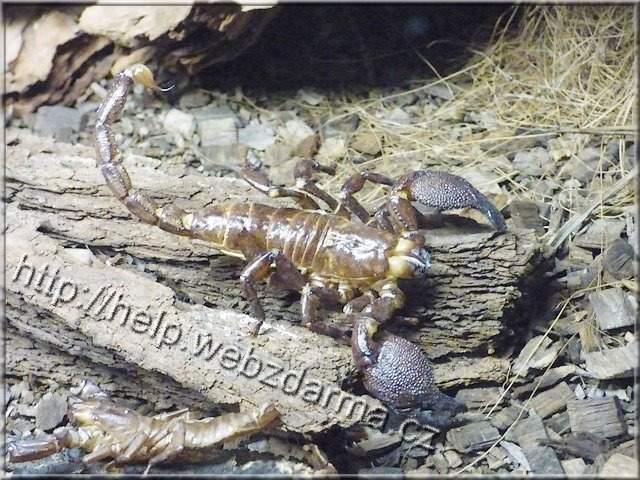 skorpion