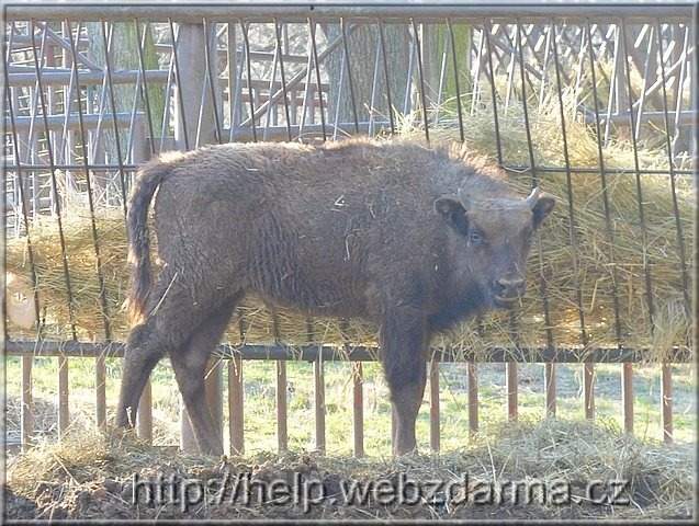 zubor1