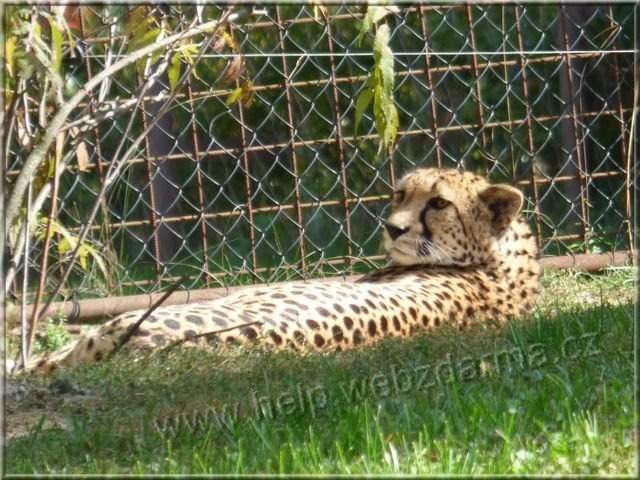 gepard