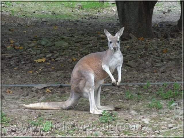 klokan