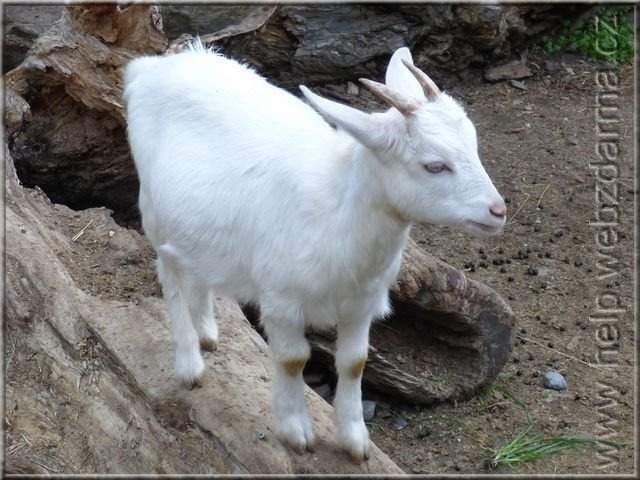 koza
