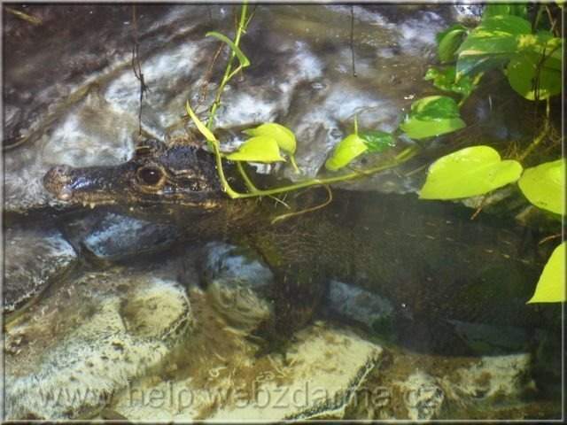 krokodyl