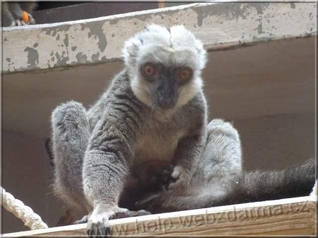 lemur b