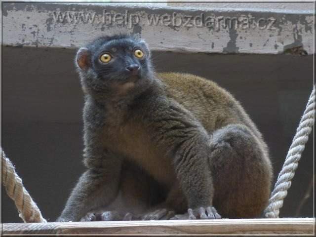 lemur b1