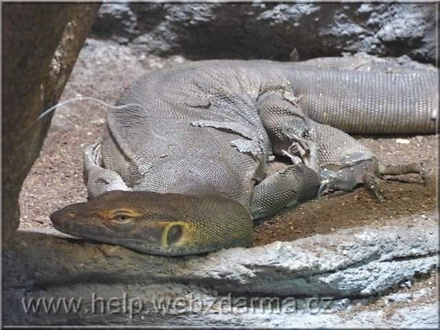 varan
