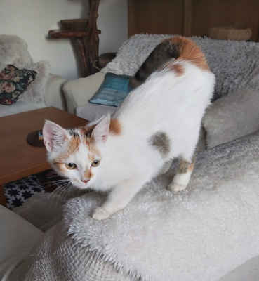 18.9.2020 - Oznamovatel z Moravské Nové Vsi slyšel mňoukaní ze svého zaparkovaného auta a když ho otevřel, našel malé kotě. Je to asi 4 měsíční mazlivá kočička a dostala jméno Romanka.