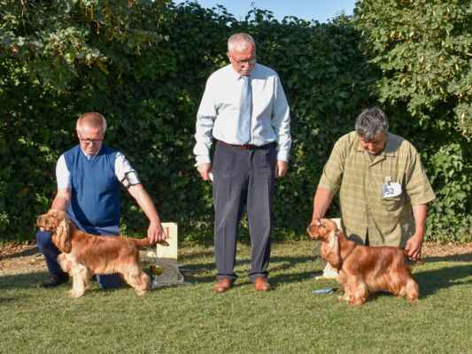 SUKY/FEMALE - TRIEDA MLADÝCH/JUNIOR CLASS
54	KEY'LA BLUE VALLEY OF DOGS, PKR.VIII-41169, 29.09.2020 
	O: AMBER RICCI CLUB M: XENIA BLUE VALLEY OF DOGS
	CH: BRZEZIŃSCY RENATA WALDEMAR MAJ: BRZEZIŃSCY RENATA WALDEMAR 
	V1, CAJC, Víťaz ŠV mladých / Exc 1, CAJC, Specialty club junior winner 
52	COCO CHANEL Z VEJMINKU, CLP/AC/39677, 03.04.2020 
	O: ORLANDO Z VEJMINKU M: JAKARTA Z VEJMINKU
	CH: ŠULCEK PAVEL MAJ: ŠULCEK PAVEL 
	V2 / Exc 2