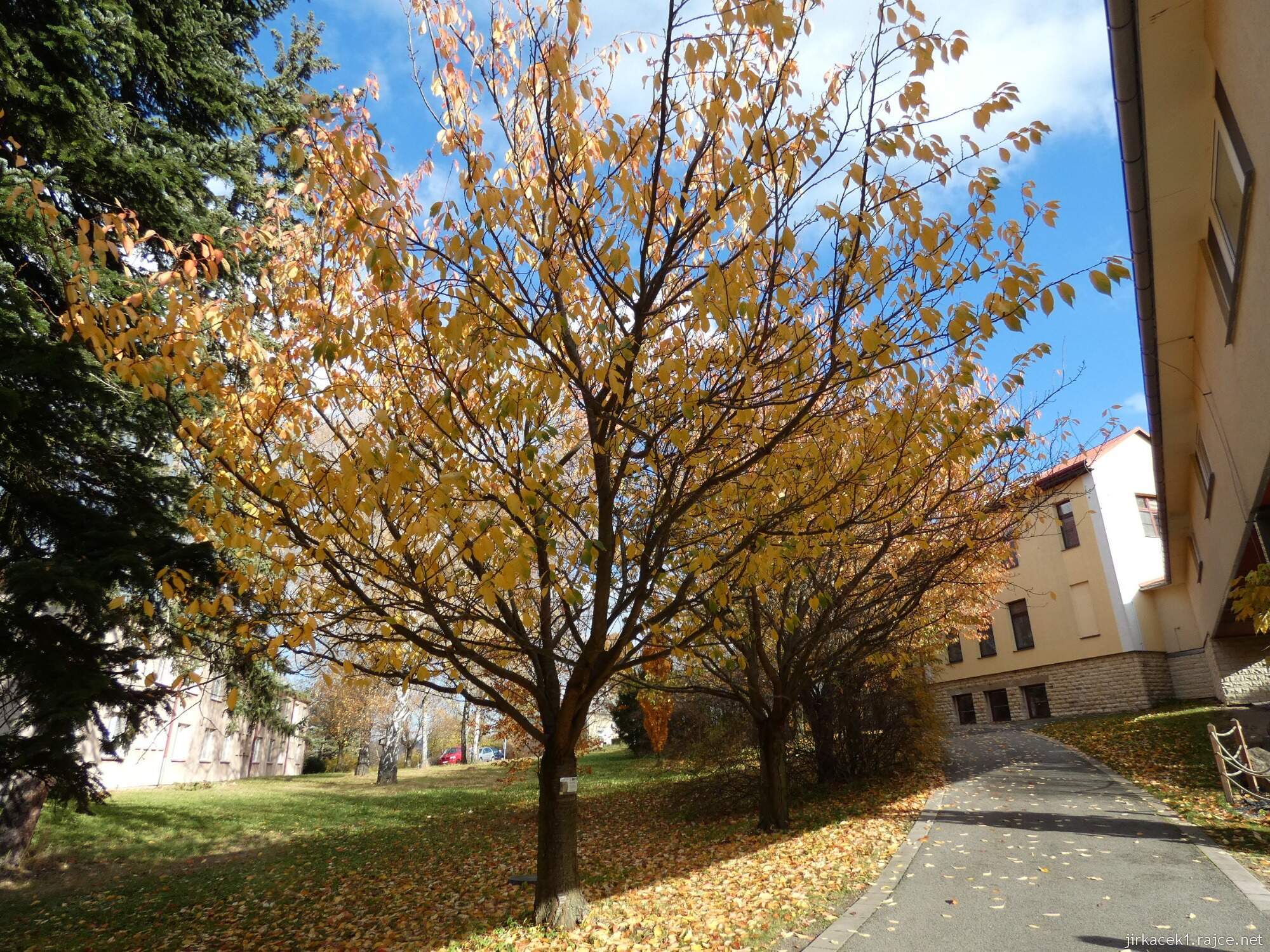 C - Luže - Hamzův park a arboretum 056