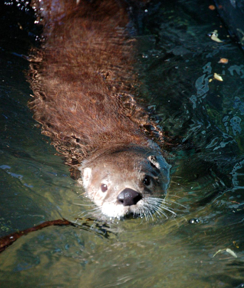 Выдра фото в воде Выдра фото в воде
