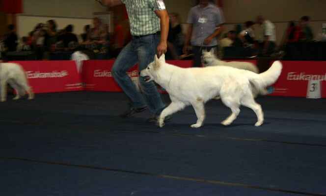 Betty Boop of Lovely Whitestar - Female Open Class
