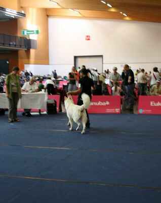 Amigo-Alvaro La Bianco Montana - Male Open Class