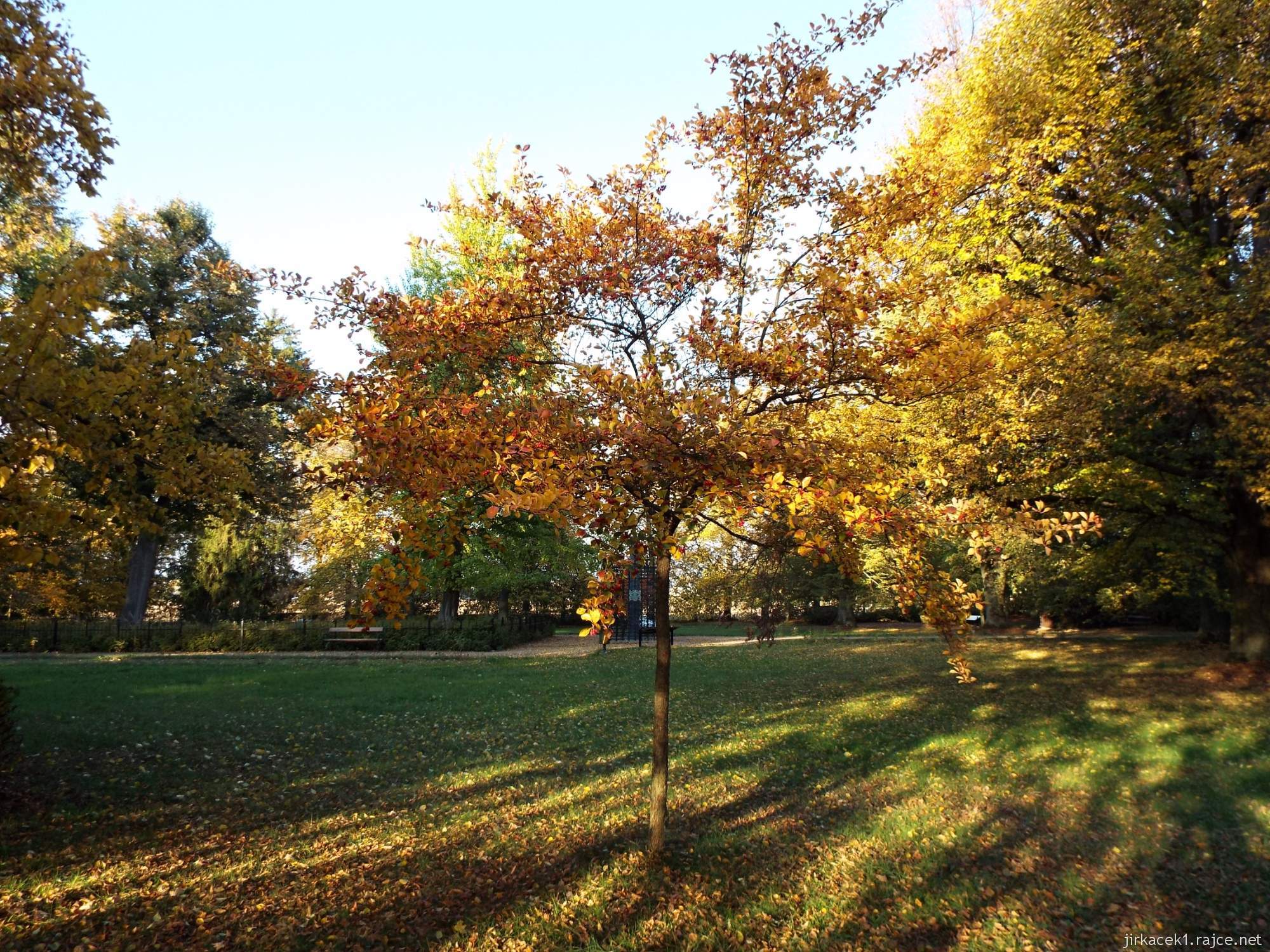 Růžový palouček u Litomyšle - hloh