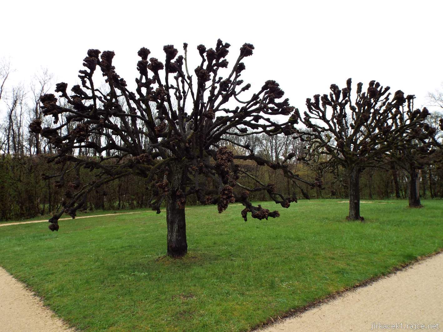 zámek Milotice 74 - park - divné stromy
