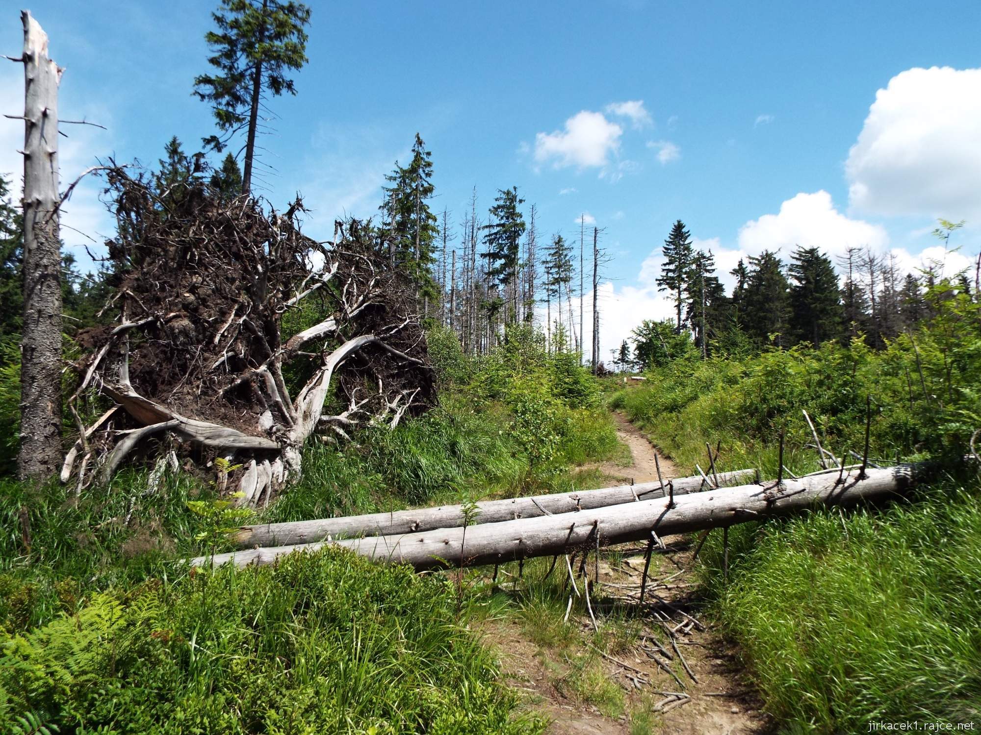 I túra po hřebeni 153 - cesta po červené na Velký Polom - stromy jako překážková dráha