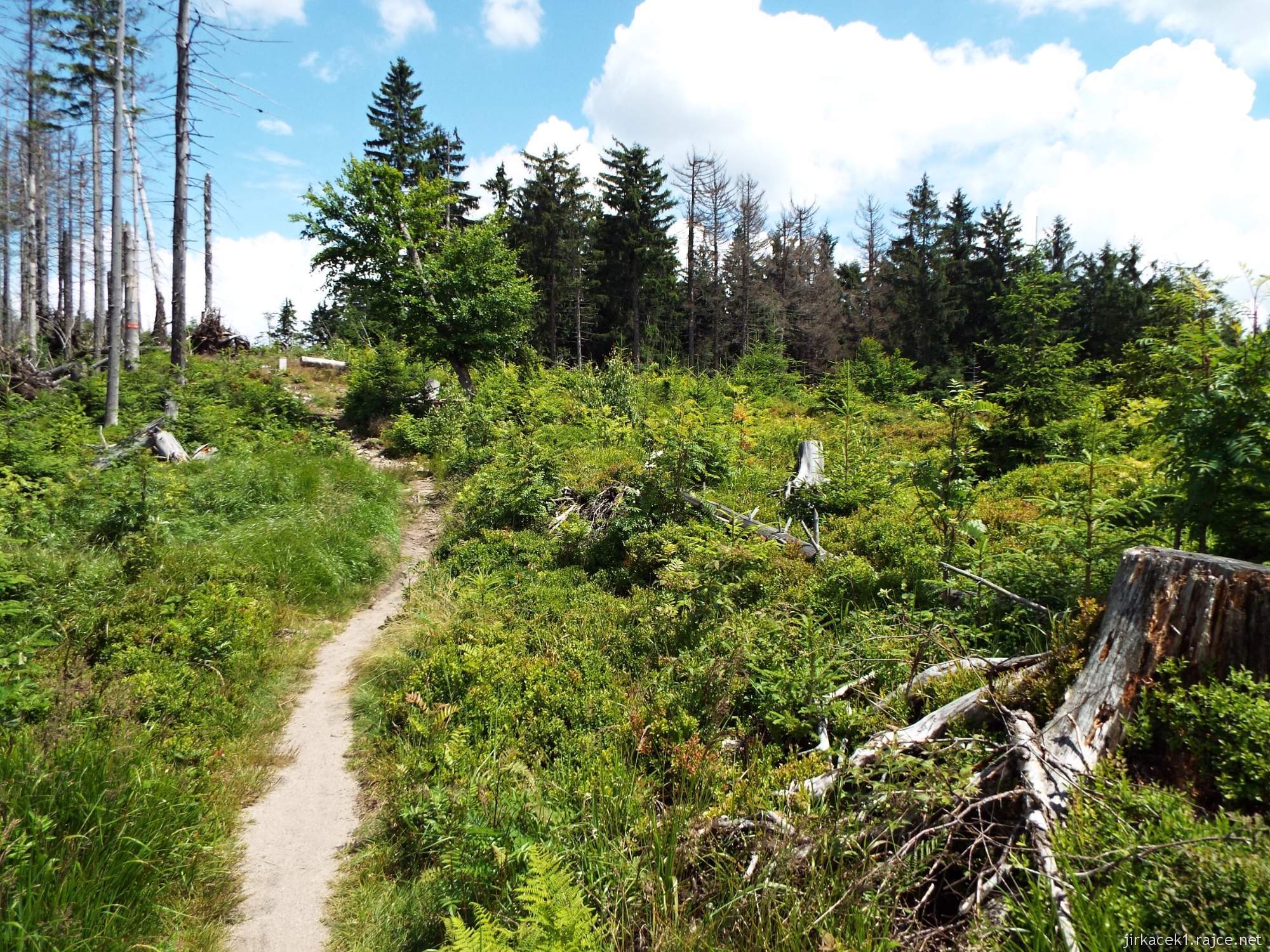 I túra po hřebeni 154 - cesta po červené na Velký Polom - mýtina plná padlých stromů