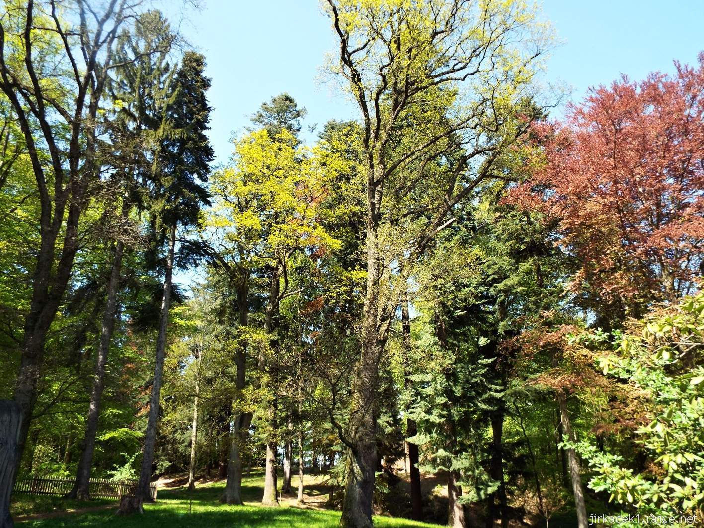 Hruboskalsko 13 - Arboretum Bukovina - stromy