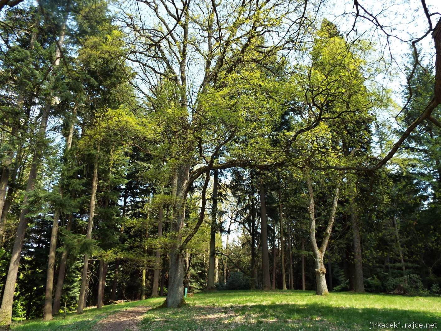Hruboskalsko 15 - Arboretum Bukovina - stromy