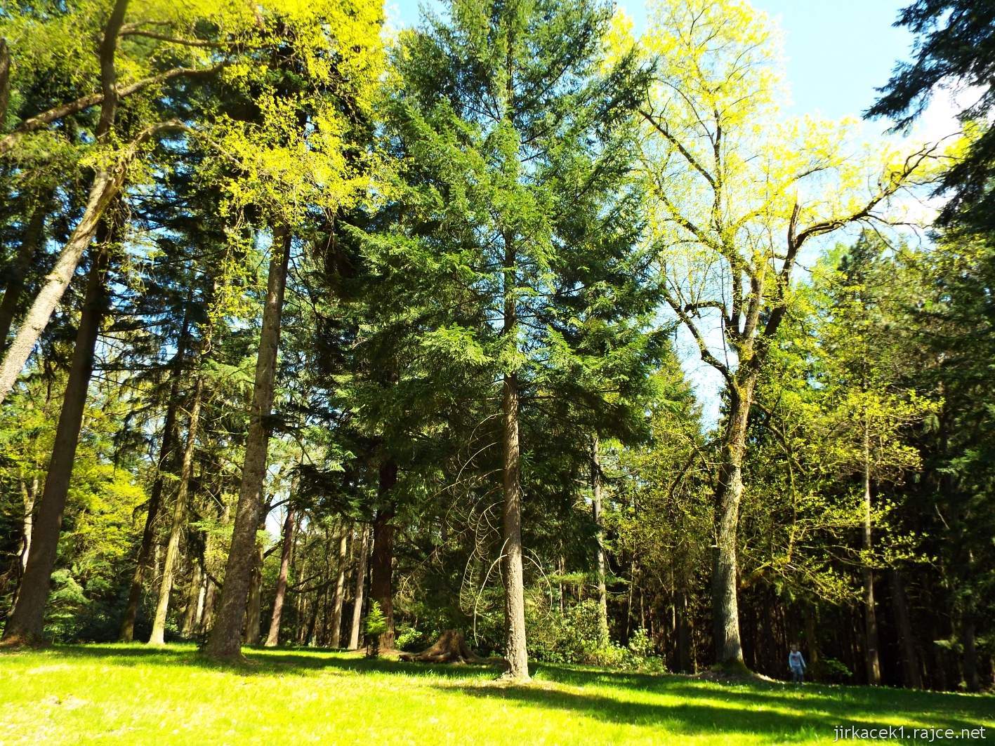 Hruboskalsko 18 - Arboretum Bukovina - stromy