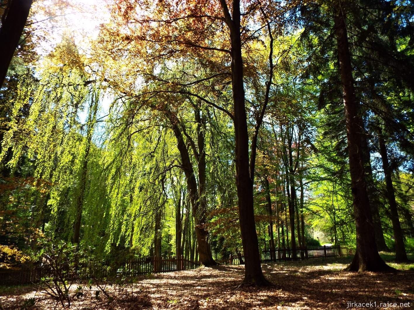 Hruboskalsko 22 - Arboretum Bukovina - stromy