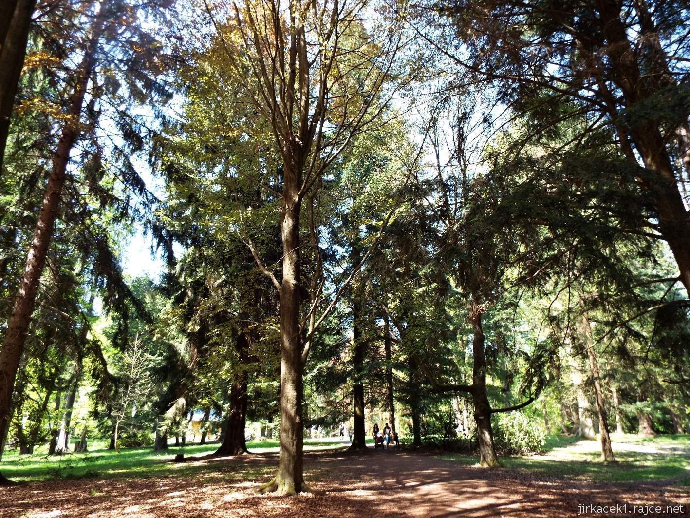 Hruboskalsko 24 - Arboretum Bukovina - stromy