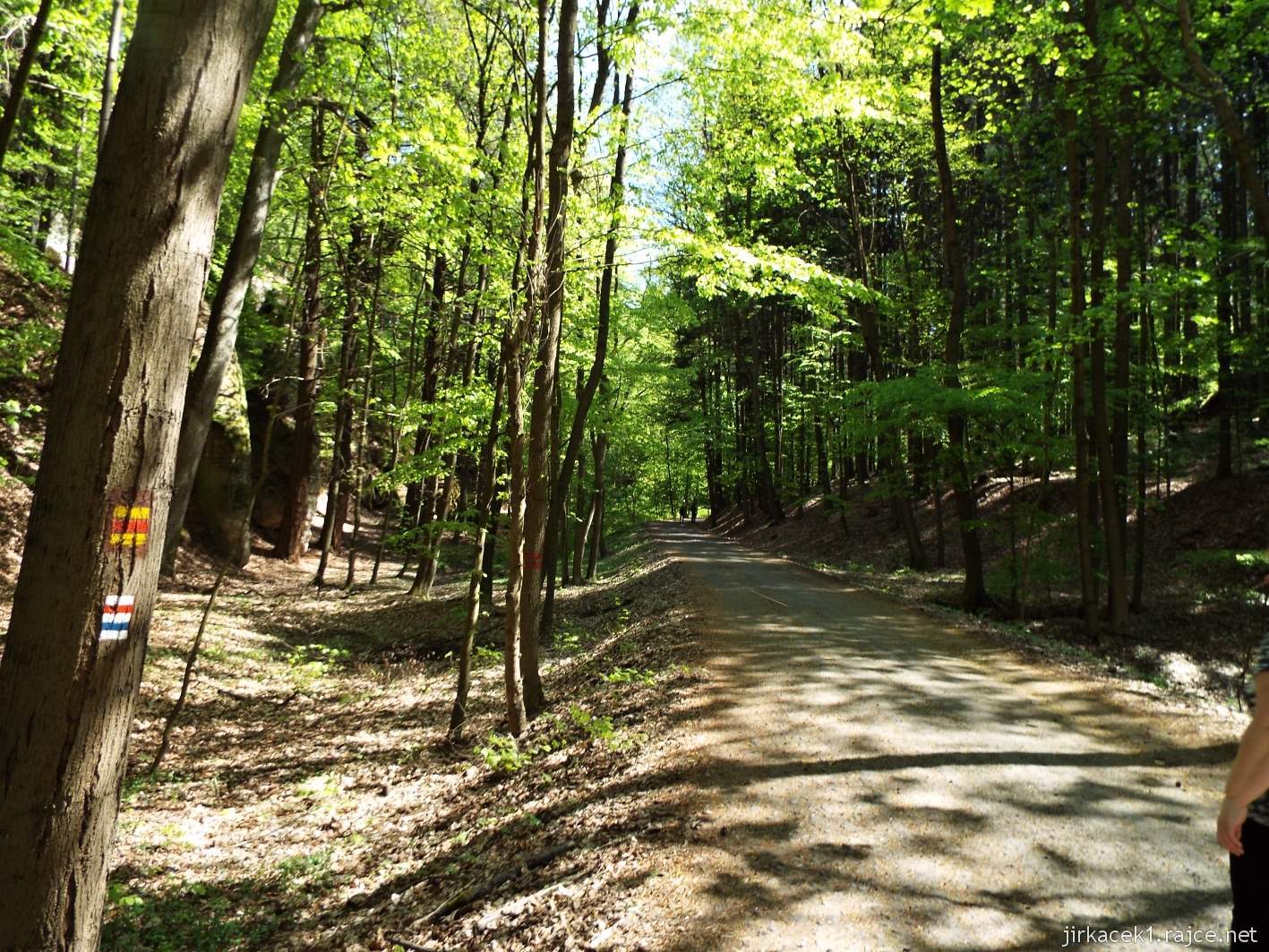Hruboskalsko 26 - Arboretum Bukovina - cesta na zámek Hrubá skála