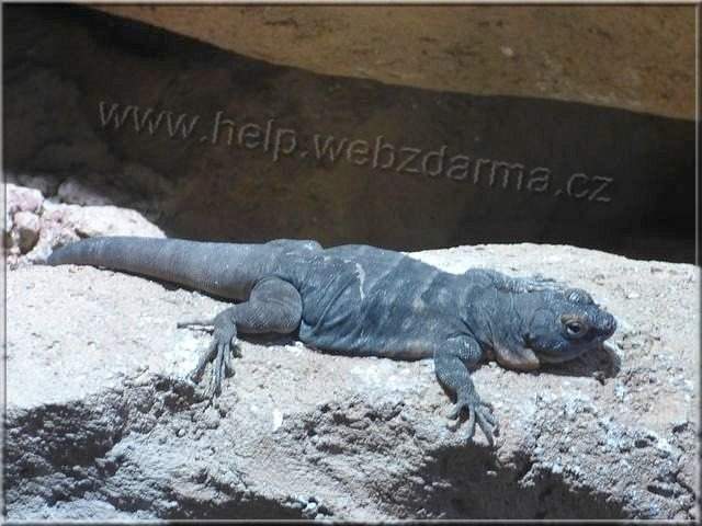 leguan