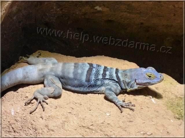 leguan