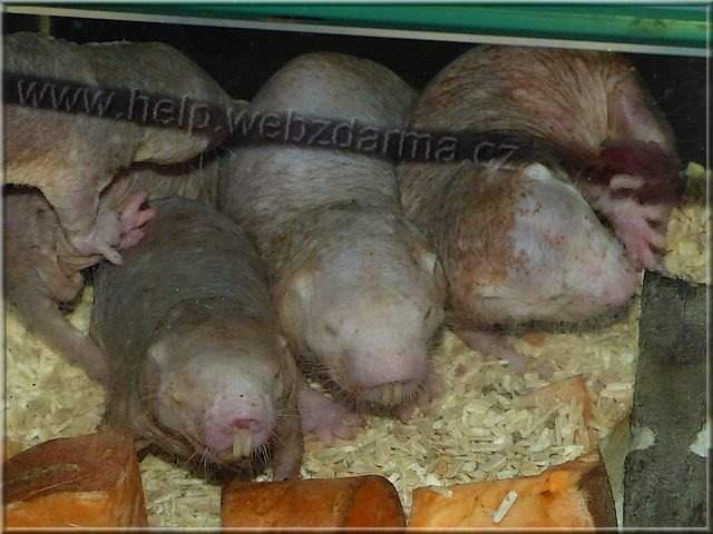 nacktmul