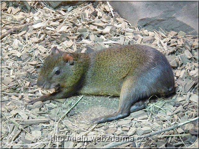 aguti