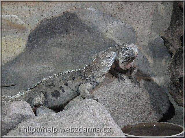 leguan