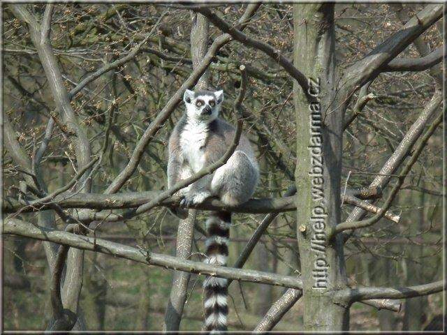 lemur