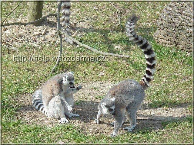 lemuri