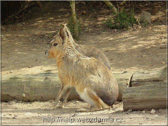 mara