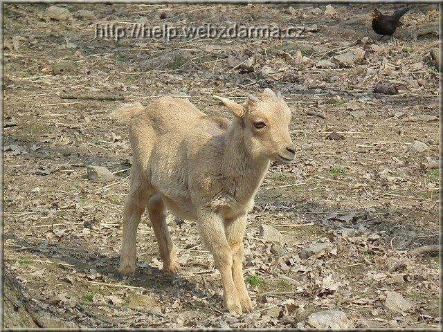 paovca