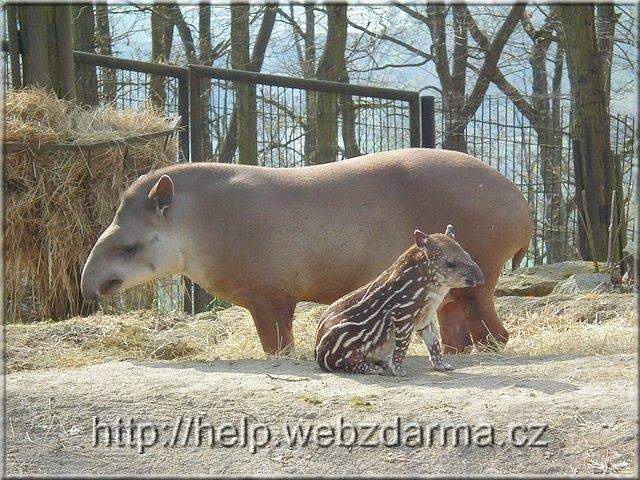 tapir