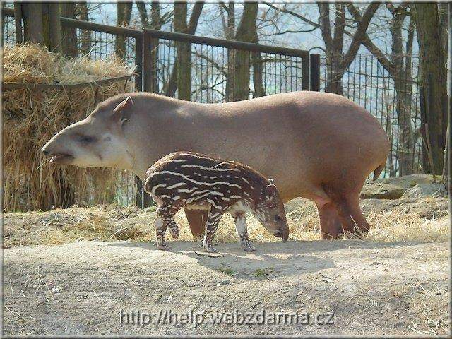tapiry1